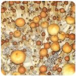 Псилоцибиновые (галлюциногенные)  грибы Psilocybin "Golden Teacher" в Симферополе