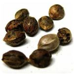 Семена марихуаны АК-47  (Seeds AK-47) в Симферополе
